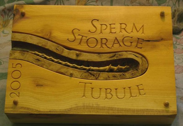 SPERM STORAGE TUBULE